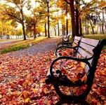 Fall Season Image
