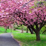 Spring Season Image