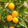 Bergamot Note Image