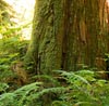 Cedarwood Note Image