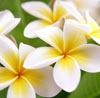 Frangipani Note Image