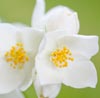 Jasmine Note Image