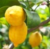 Lemon Note Image