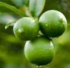 Lime Note Image