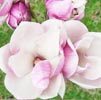 Magnolia Note Image