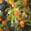 Osmanthus Note Image