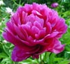 Peony Note Image