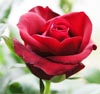 Rose Note Image